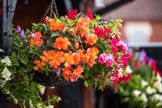 Hanging Baskets